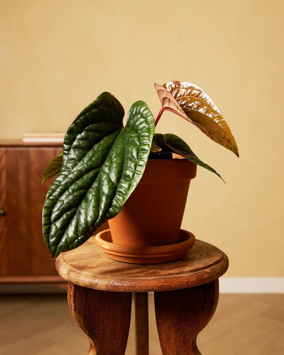 Anthurium Luxurians x Radicans