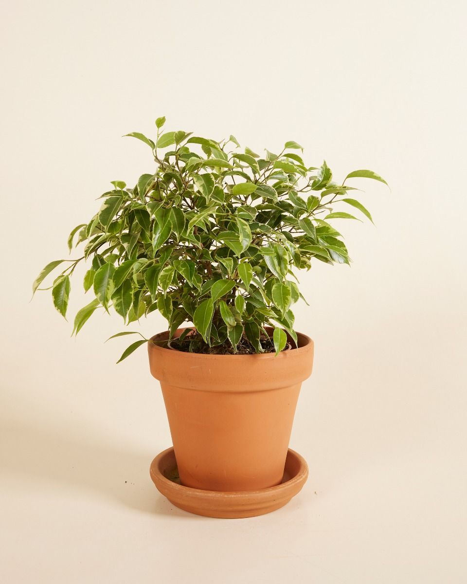 Ficus Weeping Fig Benjamina