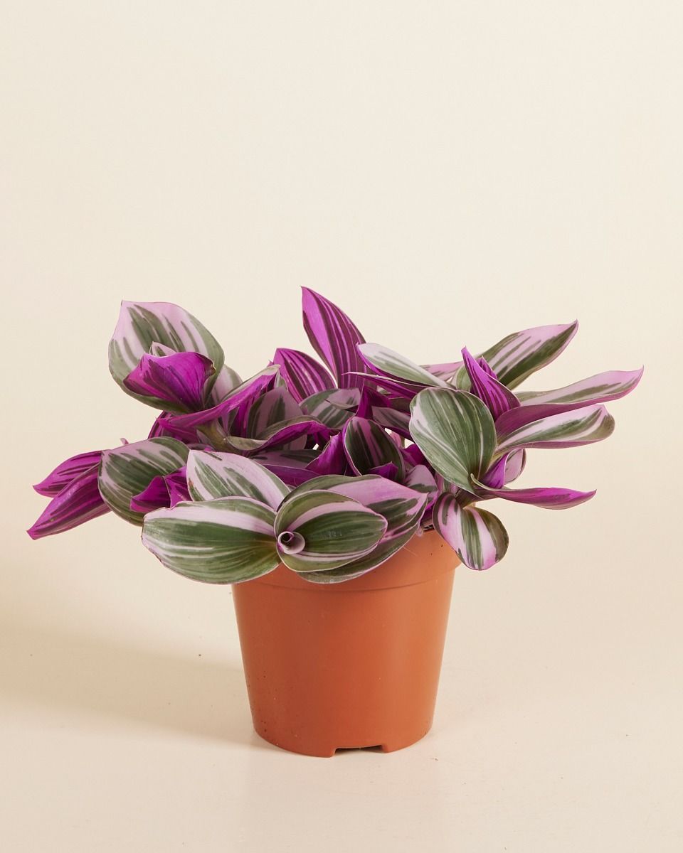 Tradescantia Nanouk