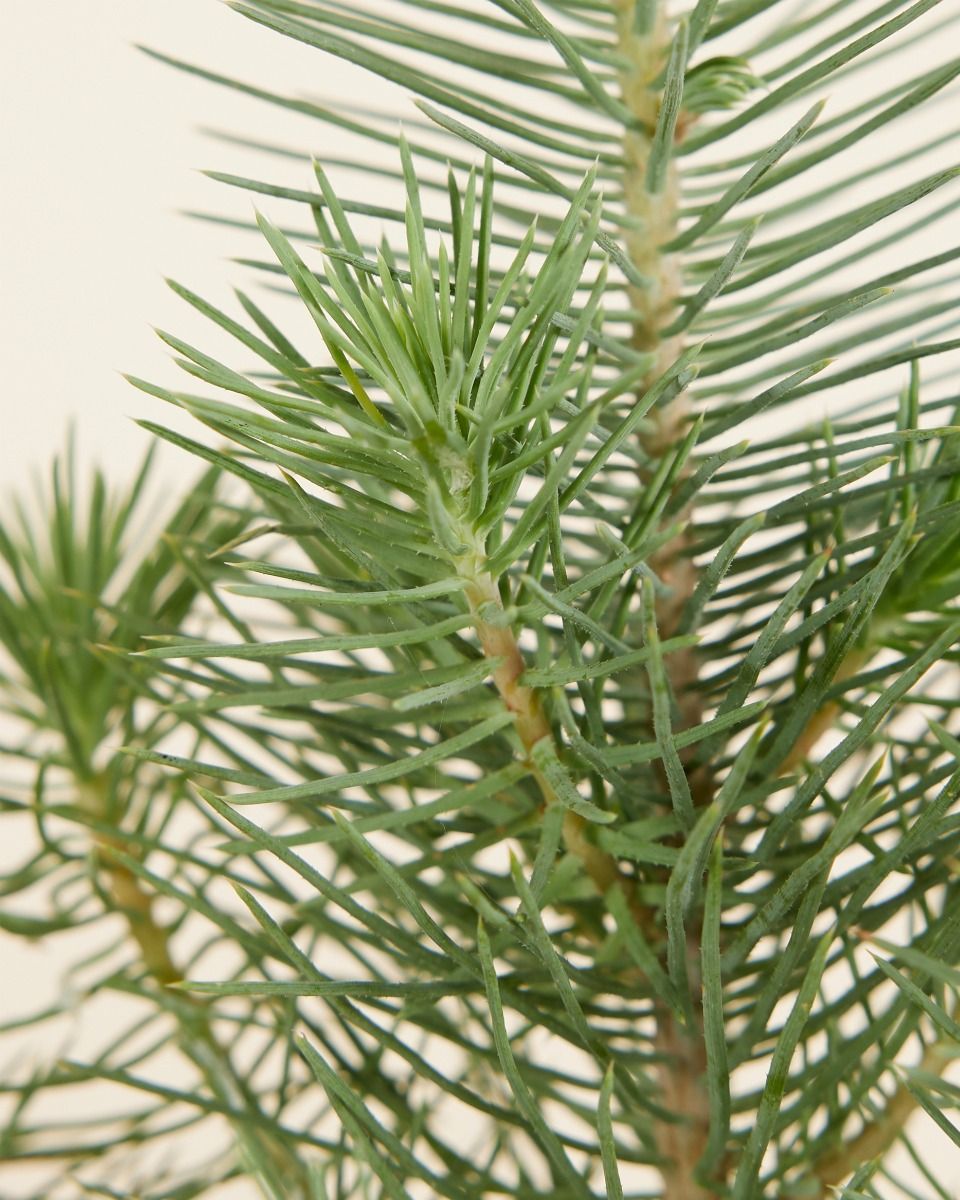 Pinus Pinea Silver Crest