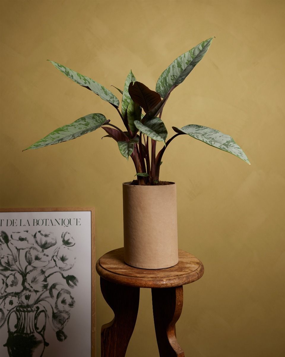 Apoballis Acuminatissima