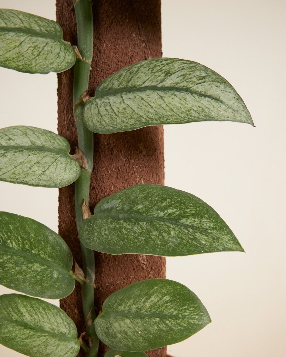 Rhaphidophora Hongkongensis Variegata