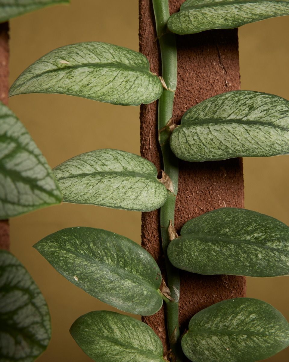 Rhaphidophora Hongkongensis Variegata