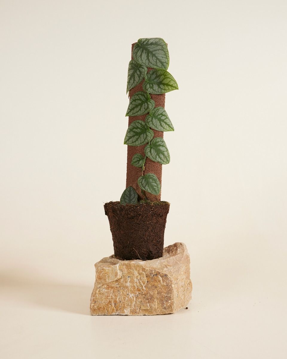 Monstera Dubia