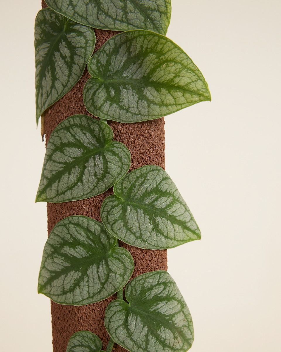 Monstera Dubia