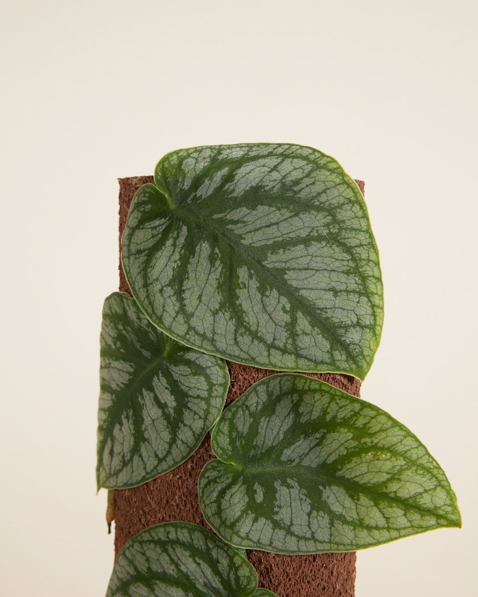 Monstera Dubia