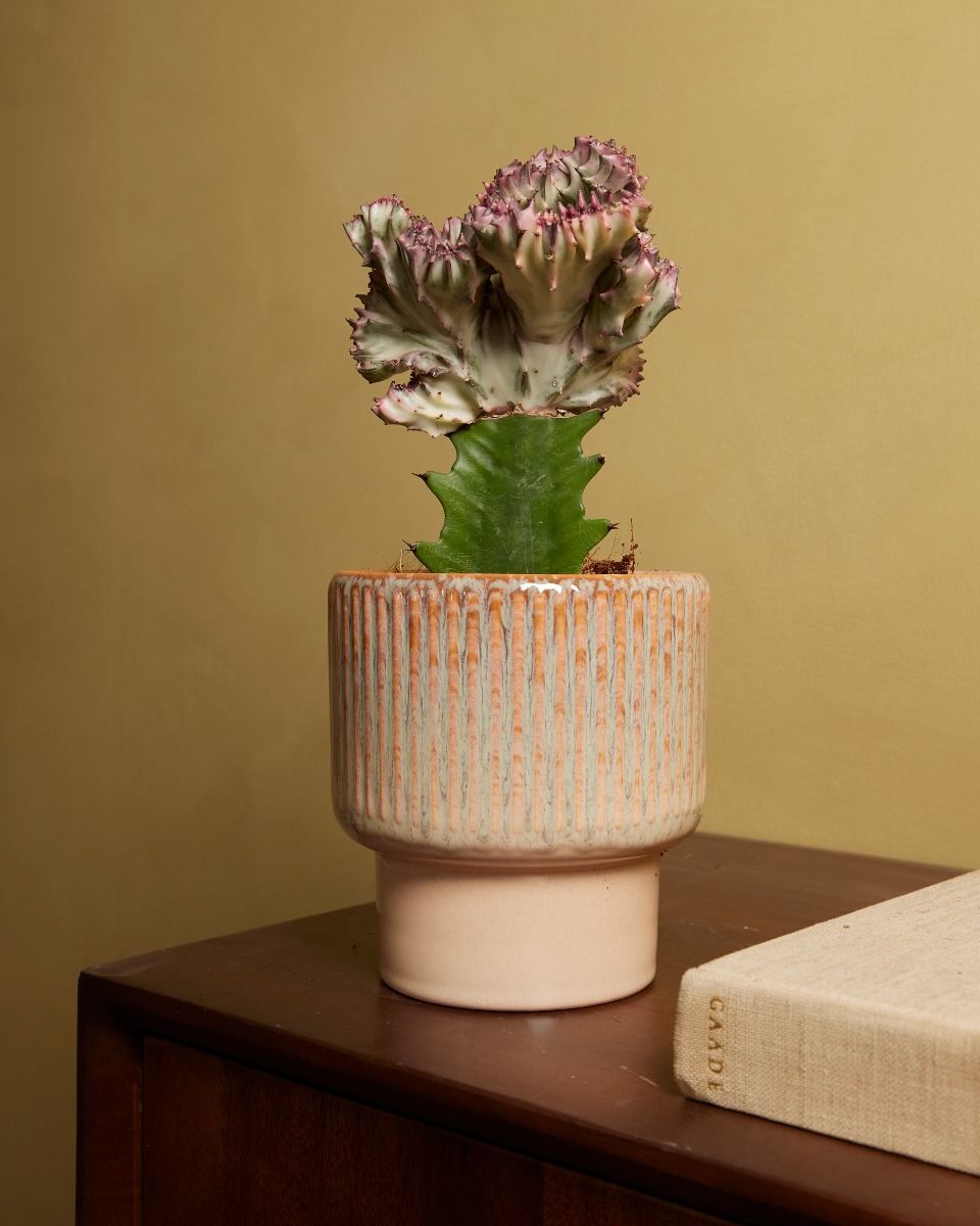 Euphorbia Lactea Cristata