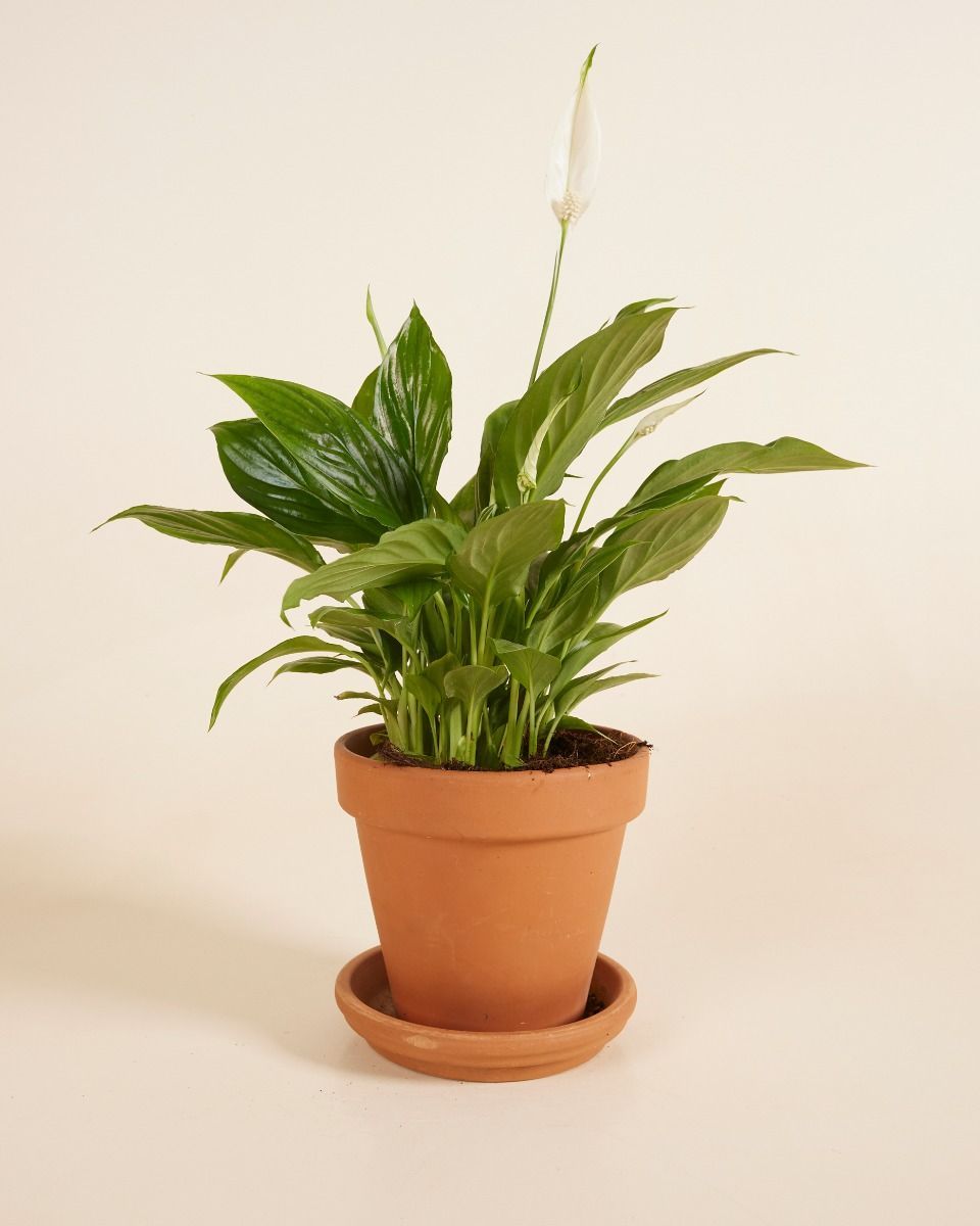 Spathiphyllum Torelli