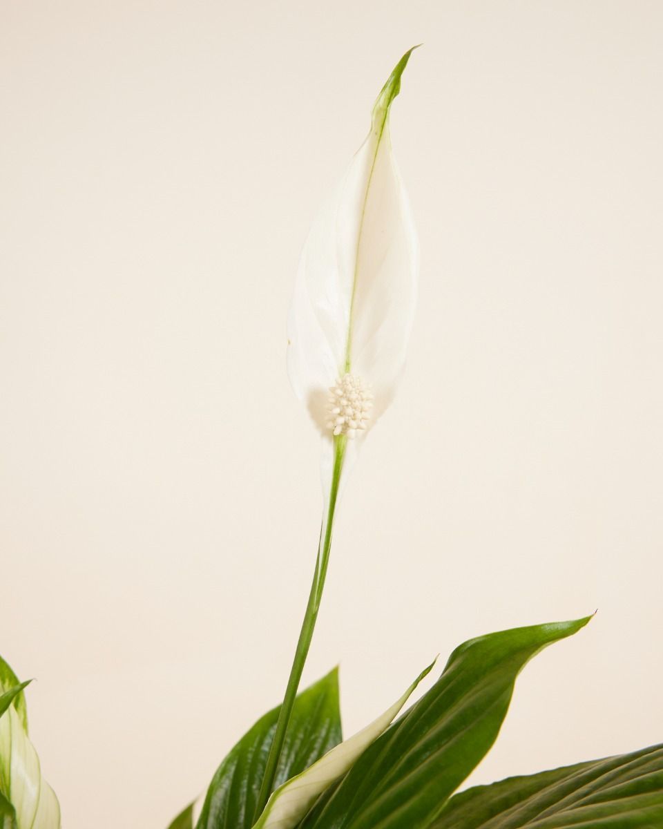 Spathiphyllum Torelli