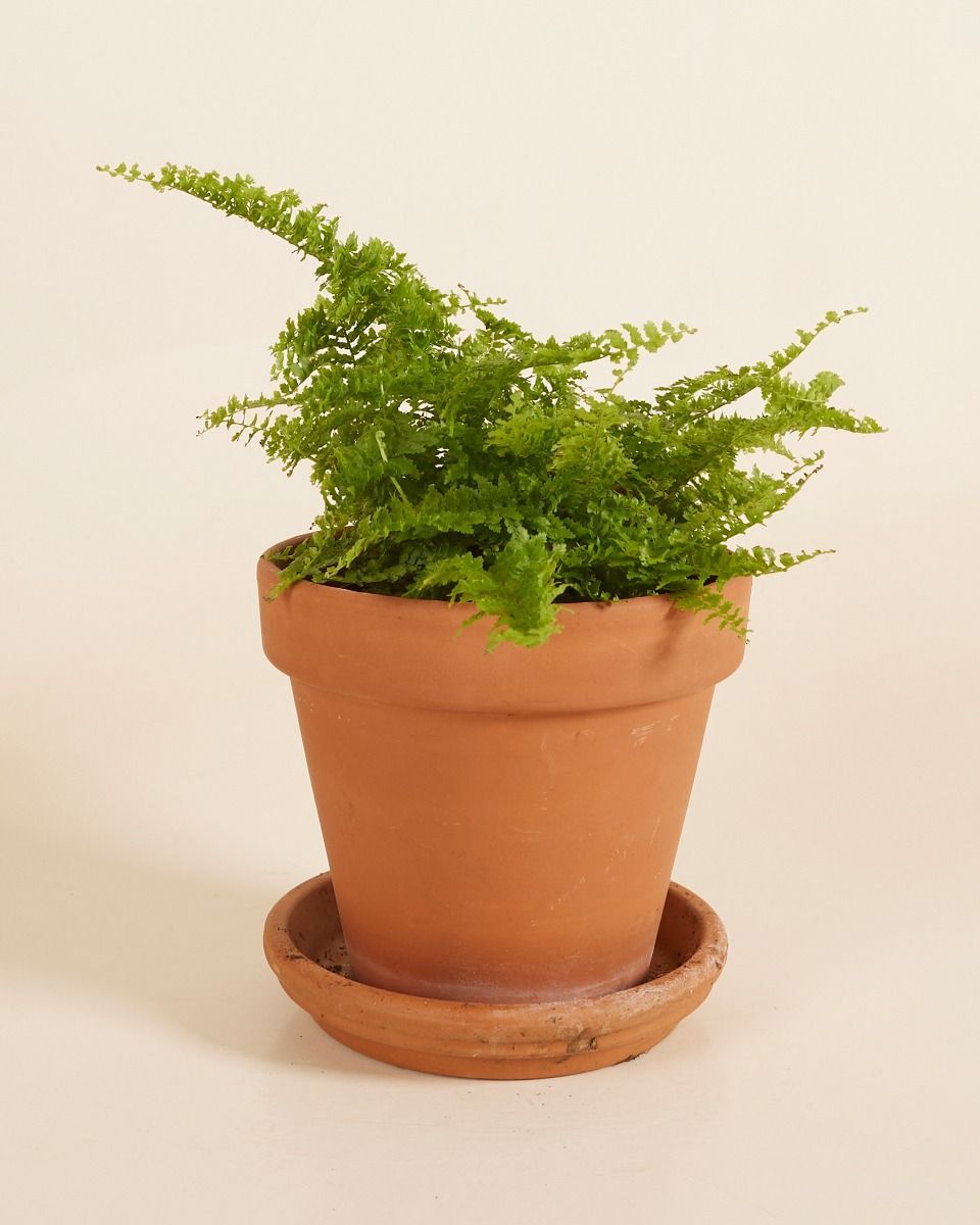 Nephrolepis Vitale