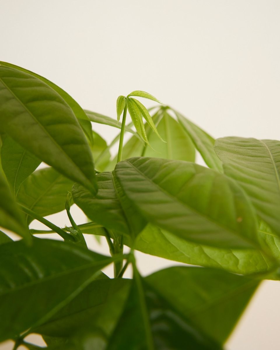 Pachira Money tree Aquatica