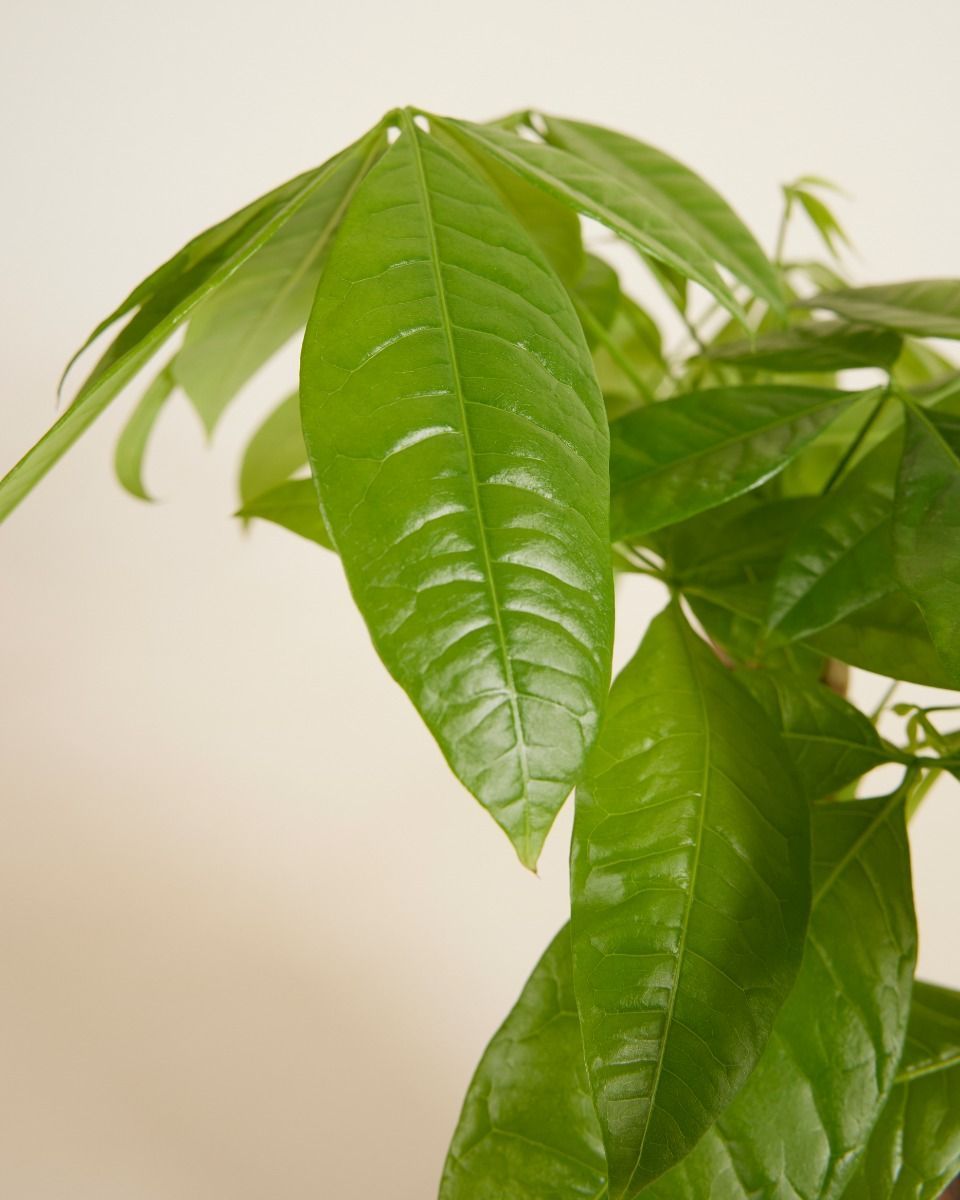 Pachira Money tree Aquatica
