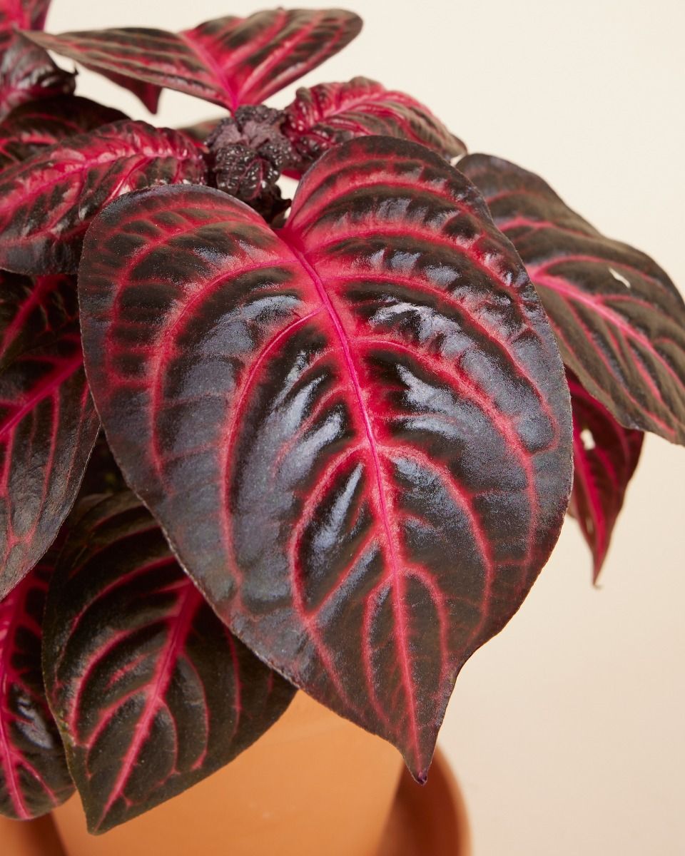 Herbstii Beefsteak plant Bloodleaf