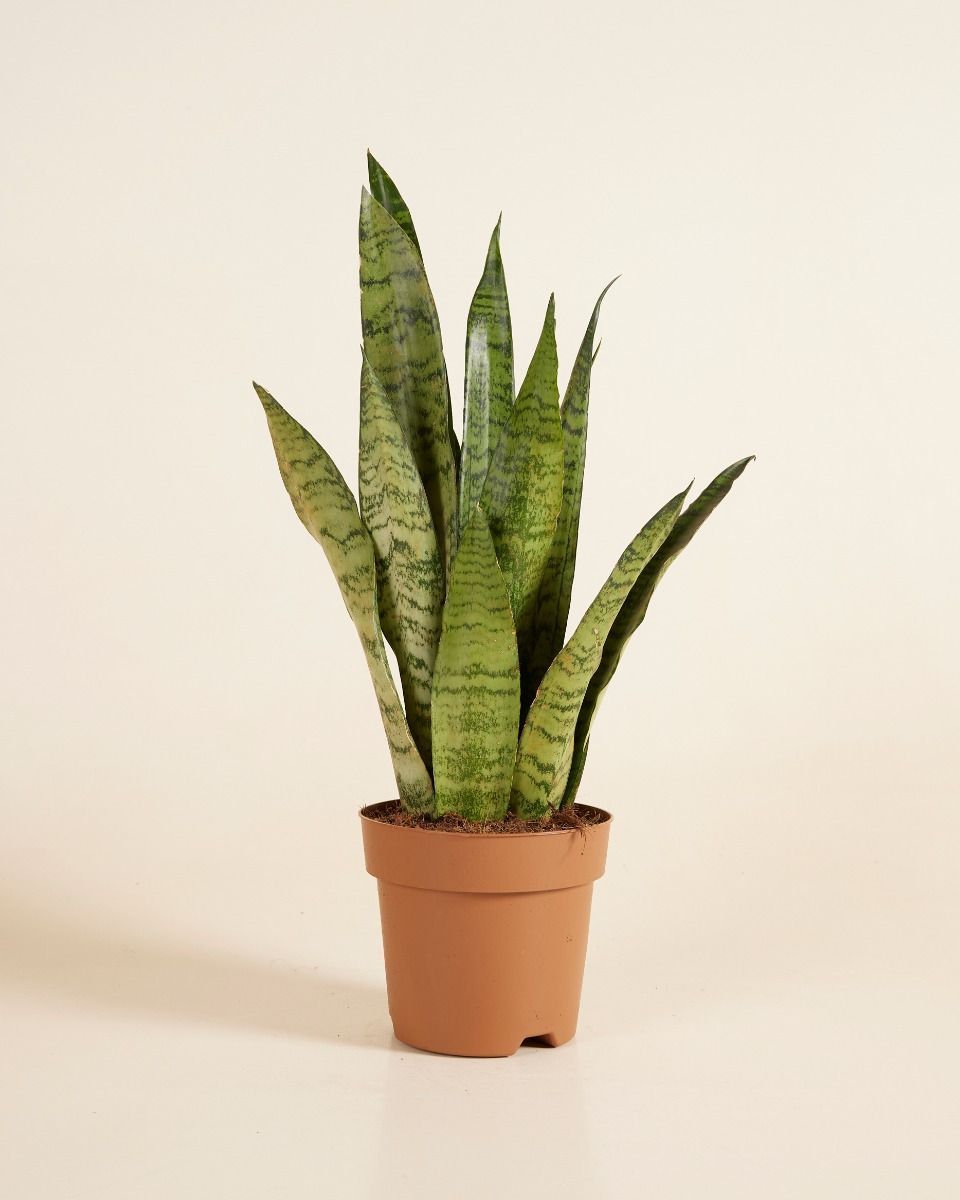 Sansevieria Zeylanica