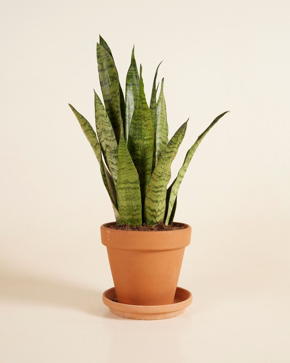 Sansevieria Zeylanica