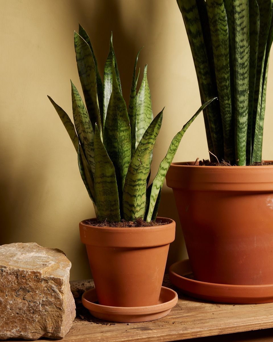 Sansevieria Zeylanica 