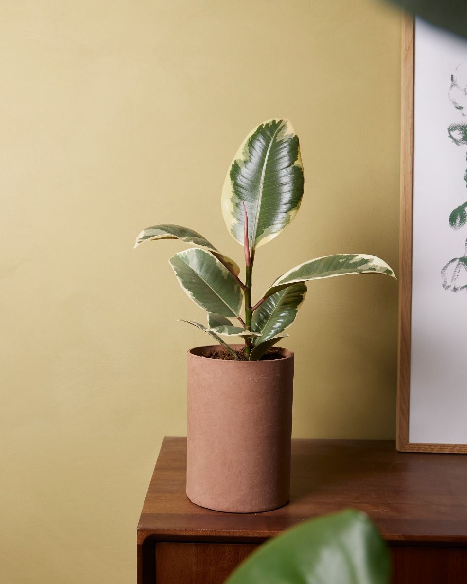 Ficus Rubber tree plant Tineke