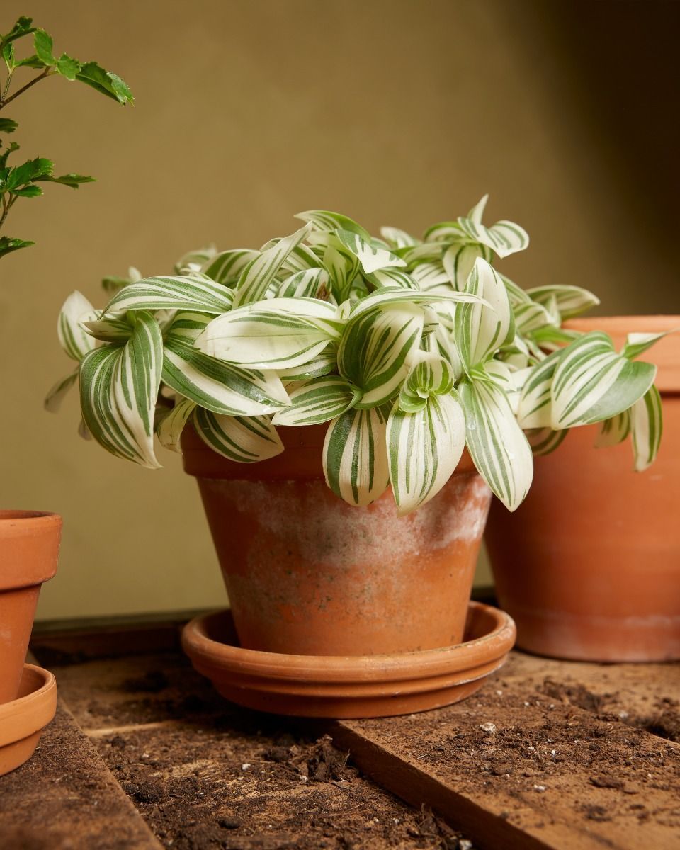 Tradescantia Fantasy Venice Brightness