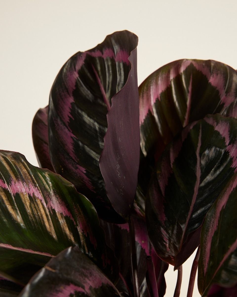 Calathea Prayer plant Roseopicta Surprisestar