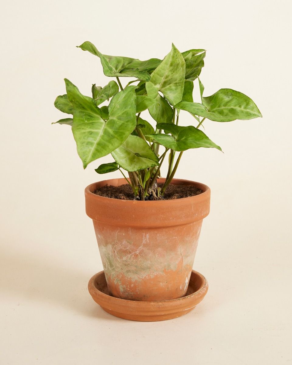 Syngonium Arrowhead plant Arrow