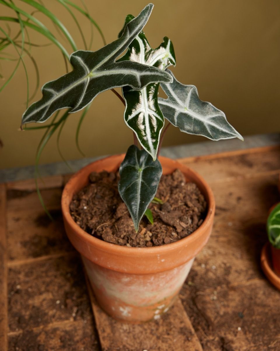 Alocasia Elephant Ears Nobilis