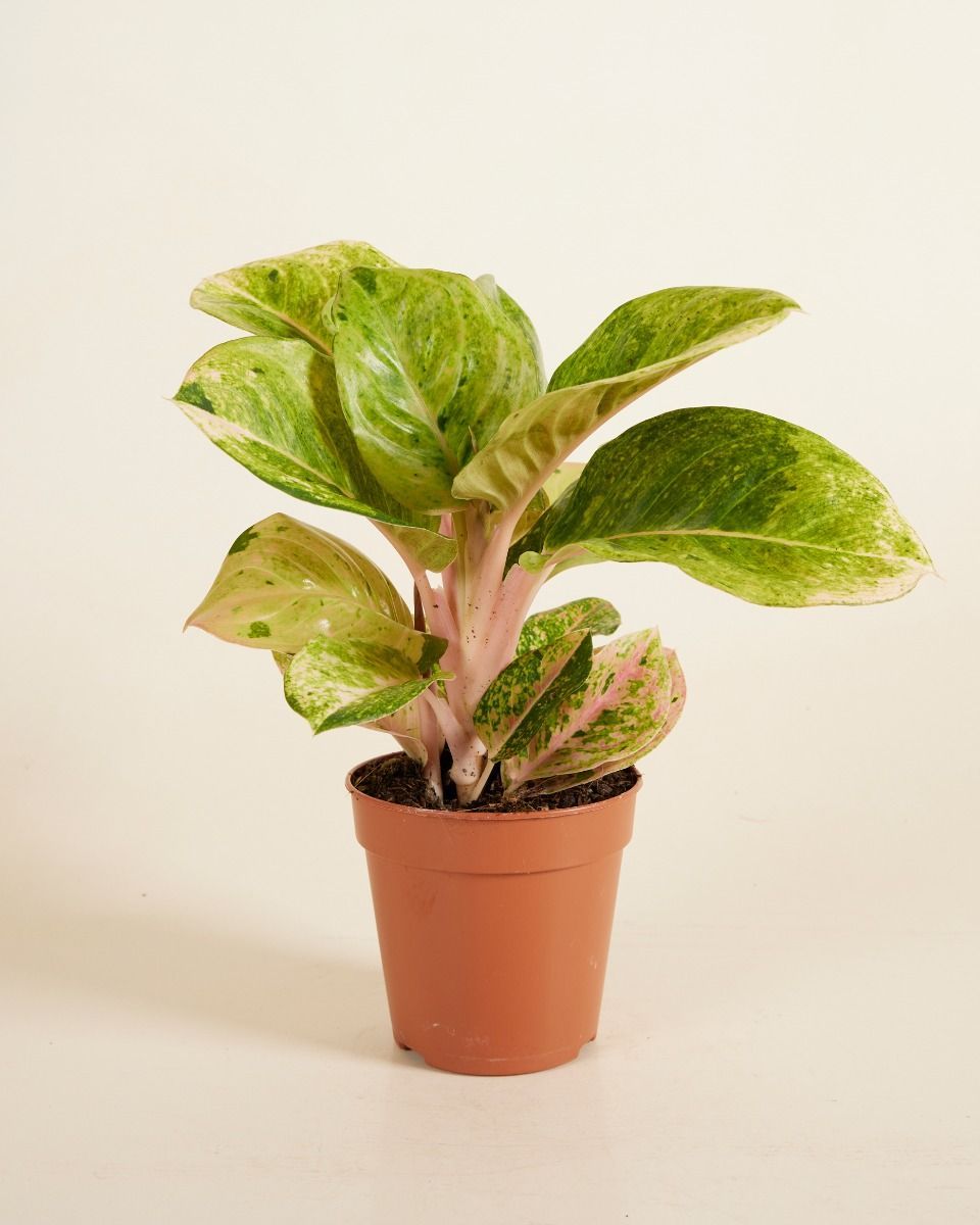 Aglaonema Chinese Evergreen Apple Fantasy 