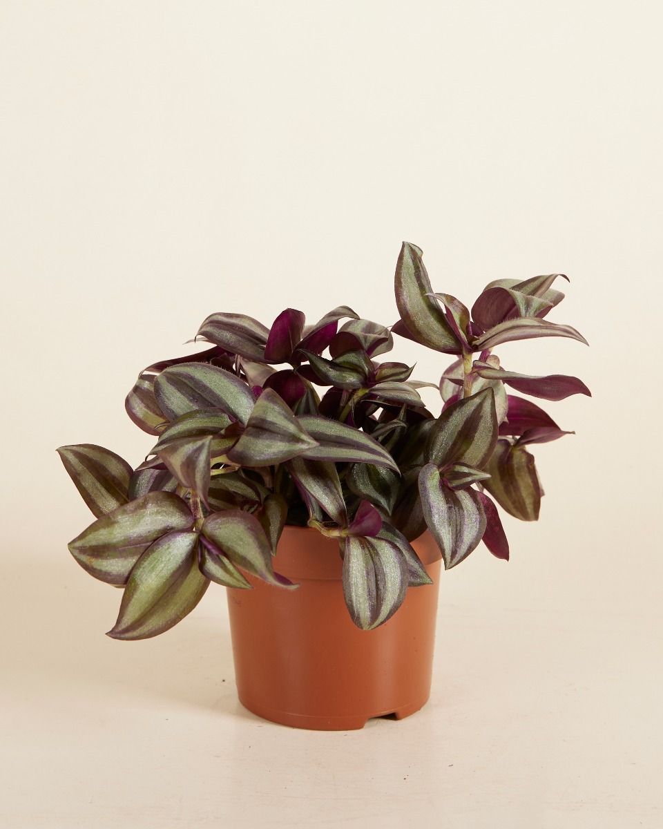 Tradescantia Fantasy Venice Violet Hill