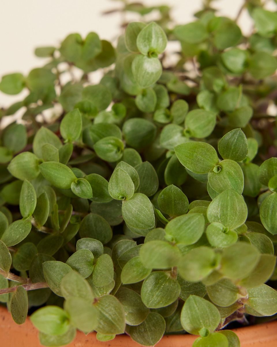 Callisia Repens