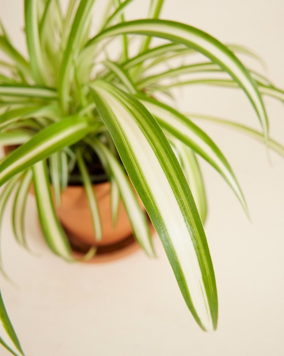 Chlorophytum Comosum Variegatum