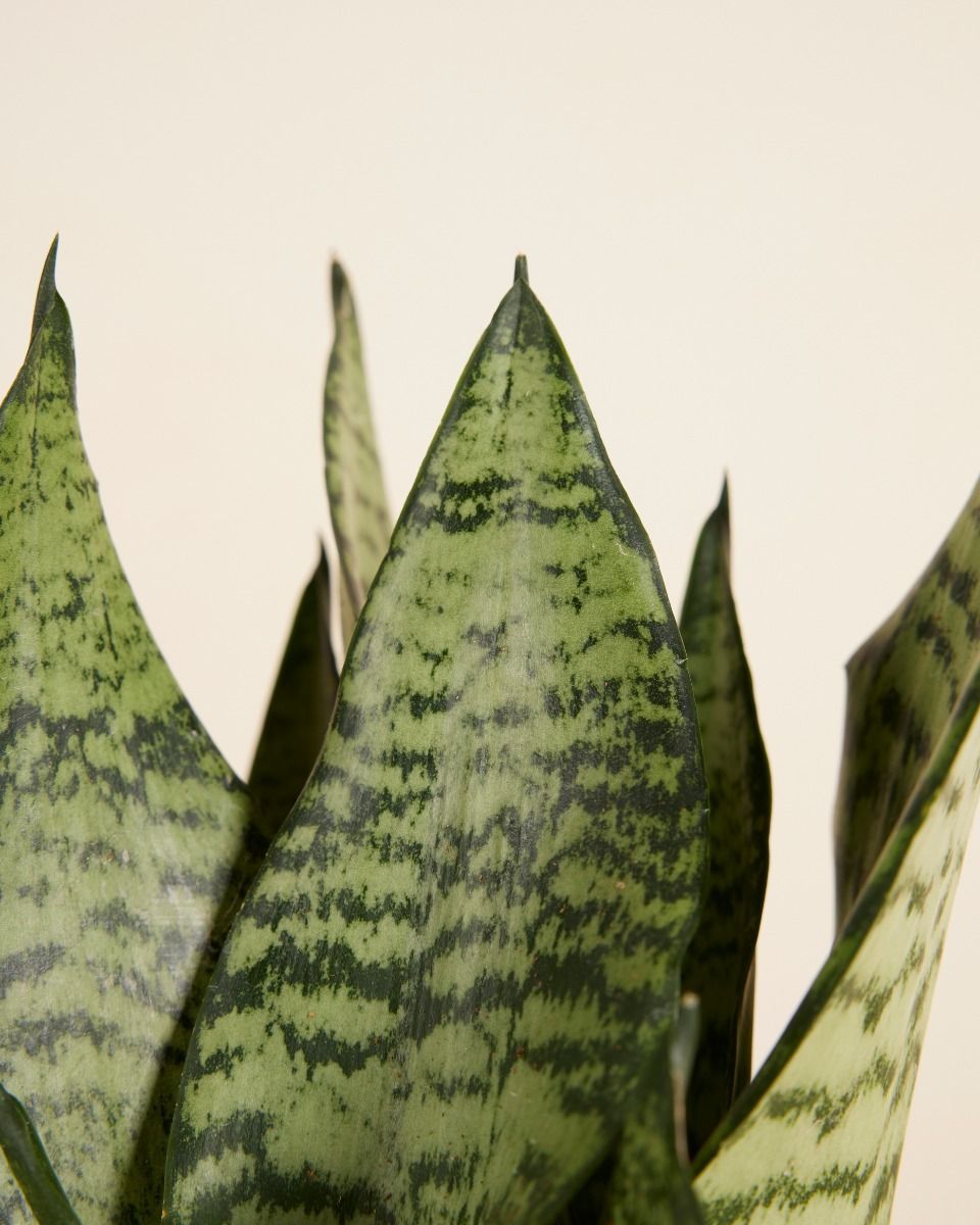 Sansevieria Langue de belle-mère Trifasciata Black Coral