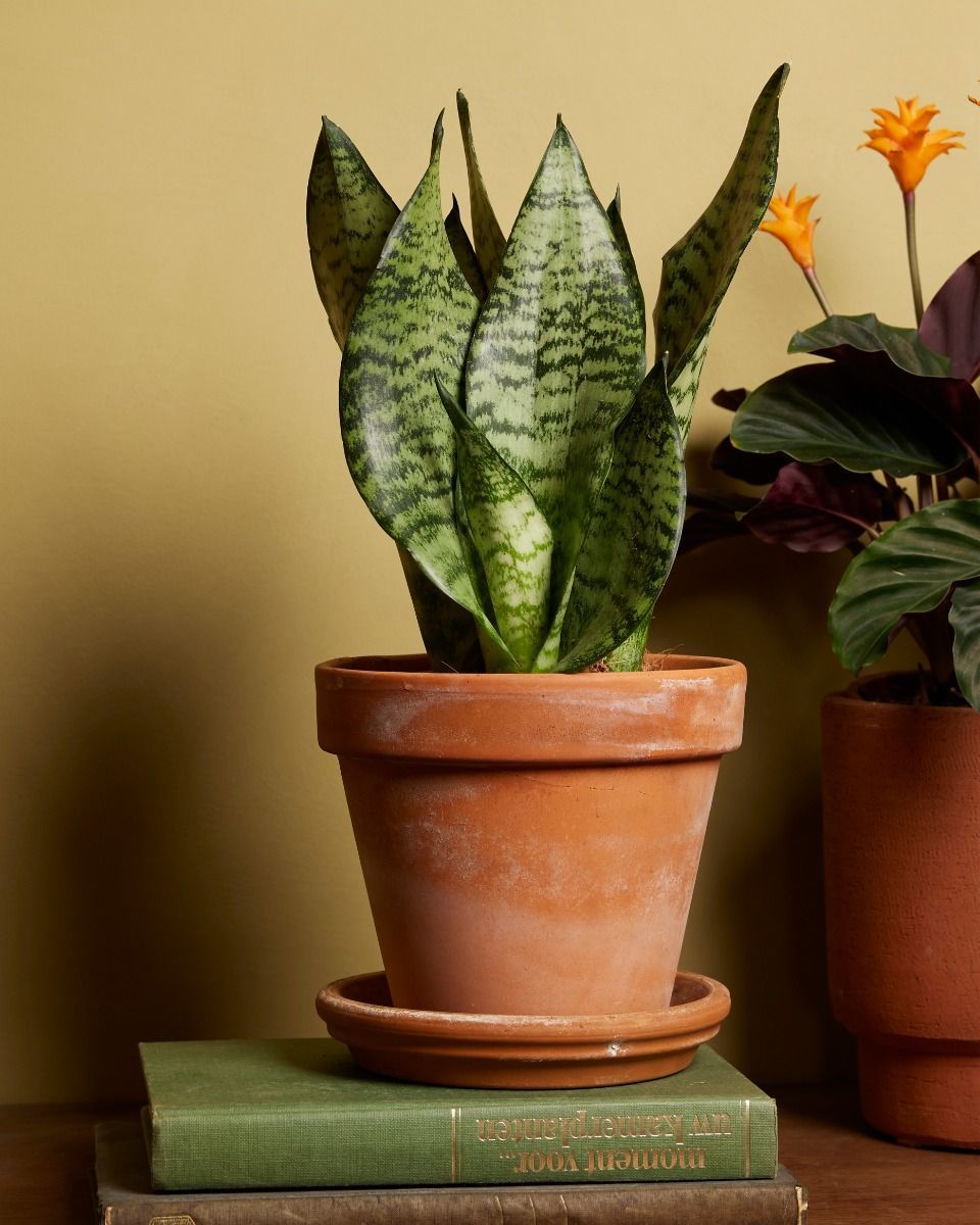 Sansevieria Langue de belle-mère Trifasciata Black Coral