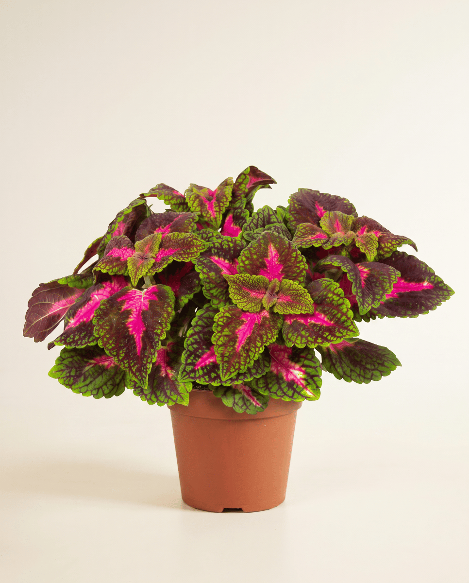 Coleus Painted nettle Park Avenue