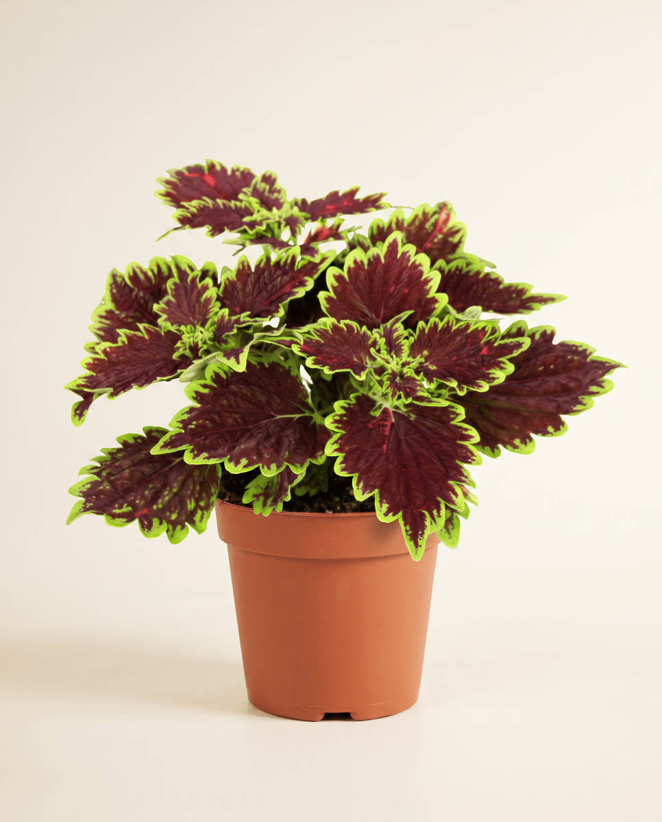 Coleus Painted nettle Bourbon Street