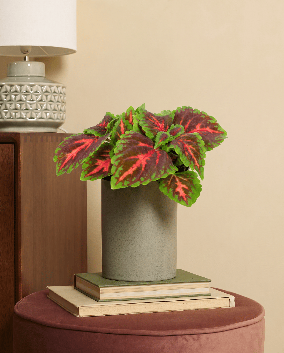 Coleus Coleus Franklin Street