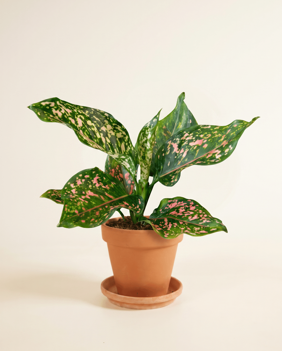 Aglaonema Chinese Evergreen Pink Leopard