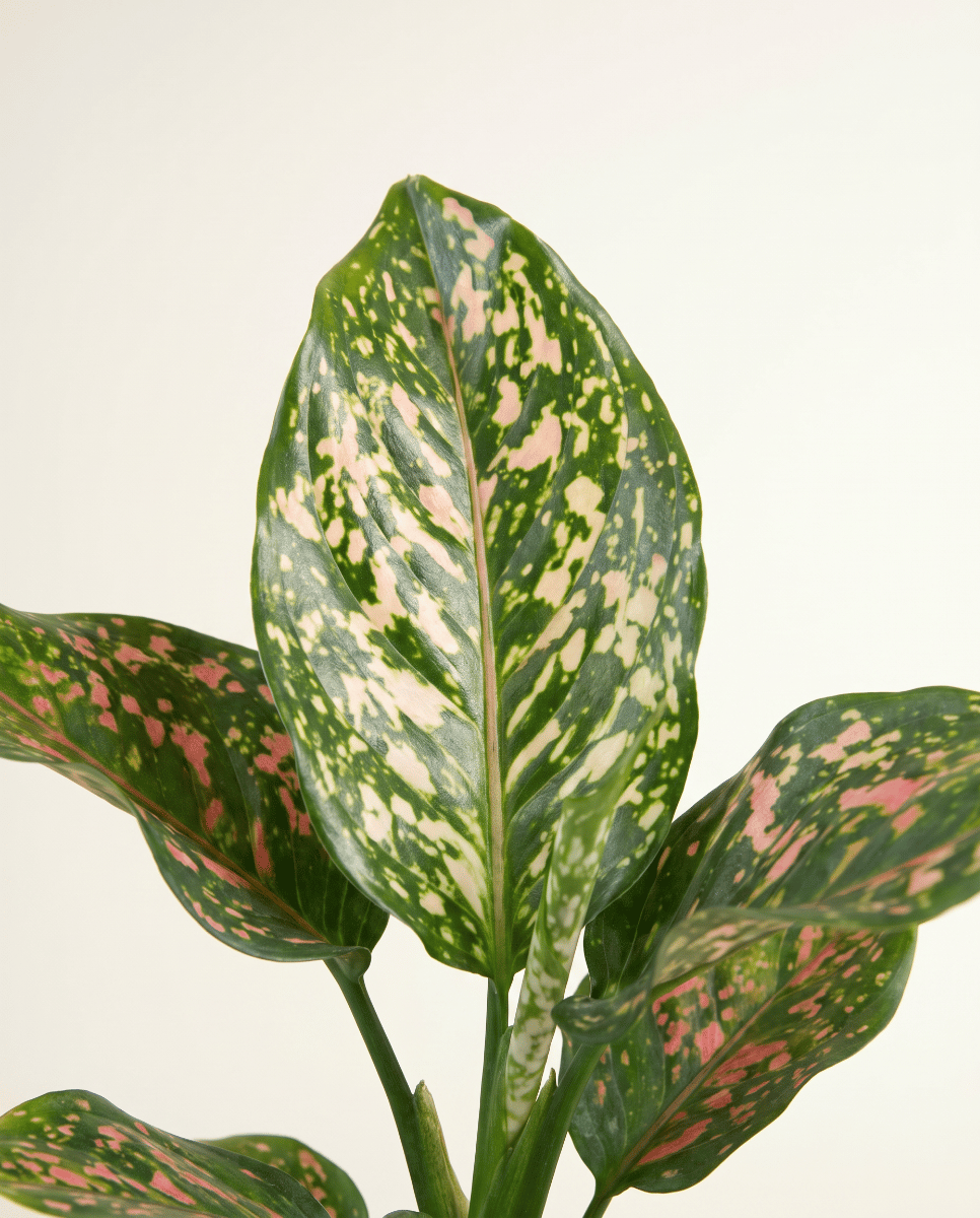 Aglaonema Chinese Evergreen Pink Leopard