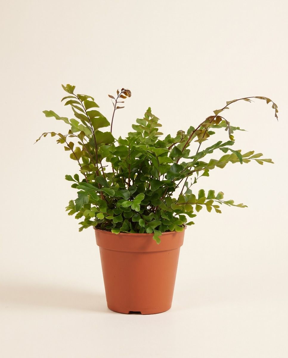Didymochlaena Mahogany fern Truncatula