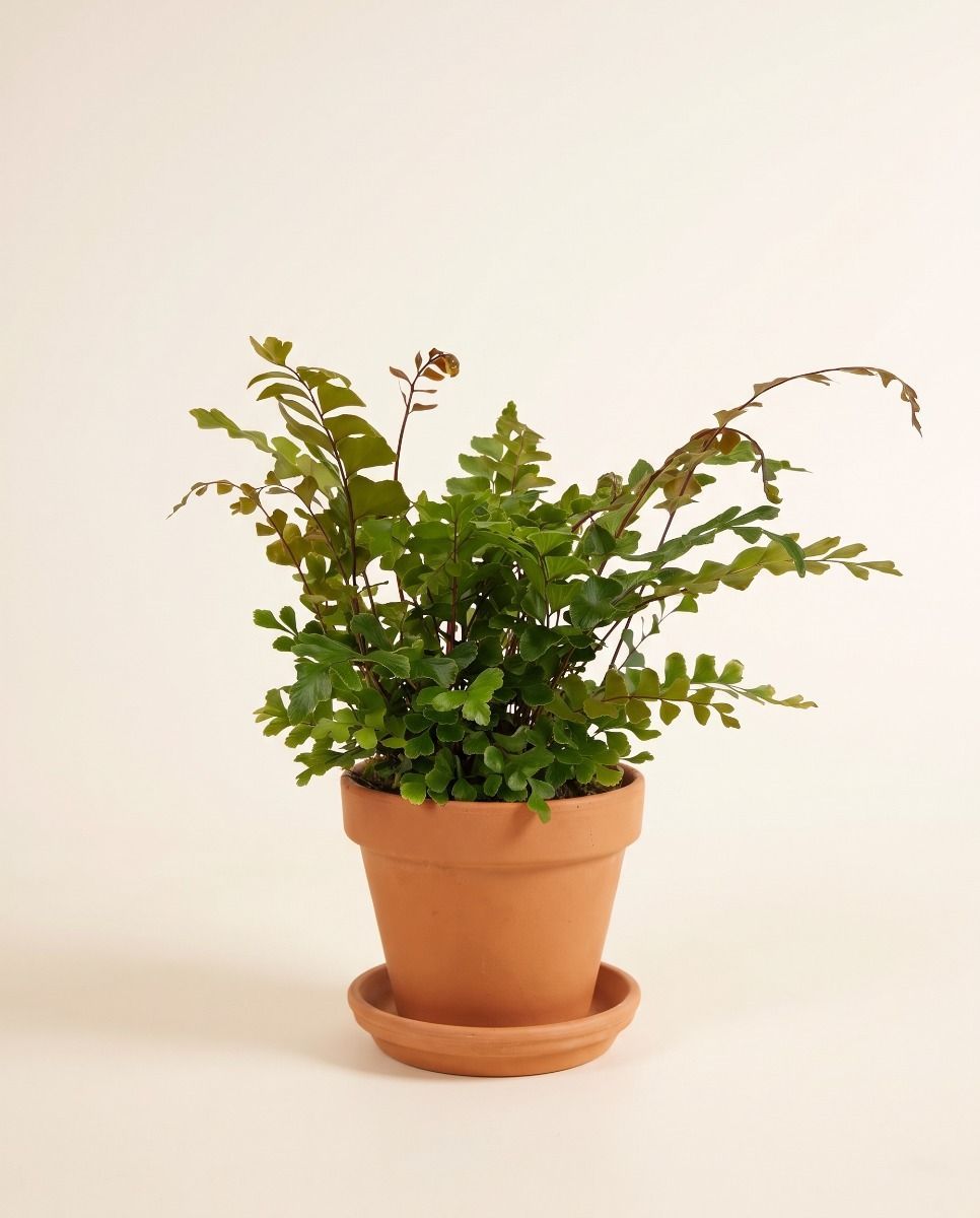 Didymochlaena Mahagonifarn Truncatula