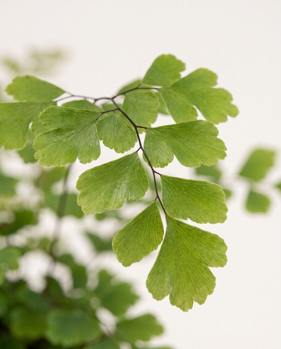 Didymochlaena Mahagonifarn Truncatula