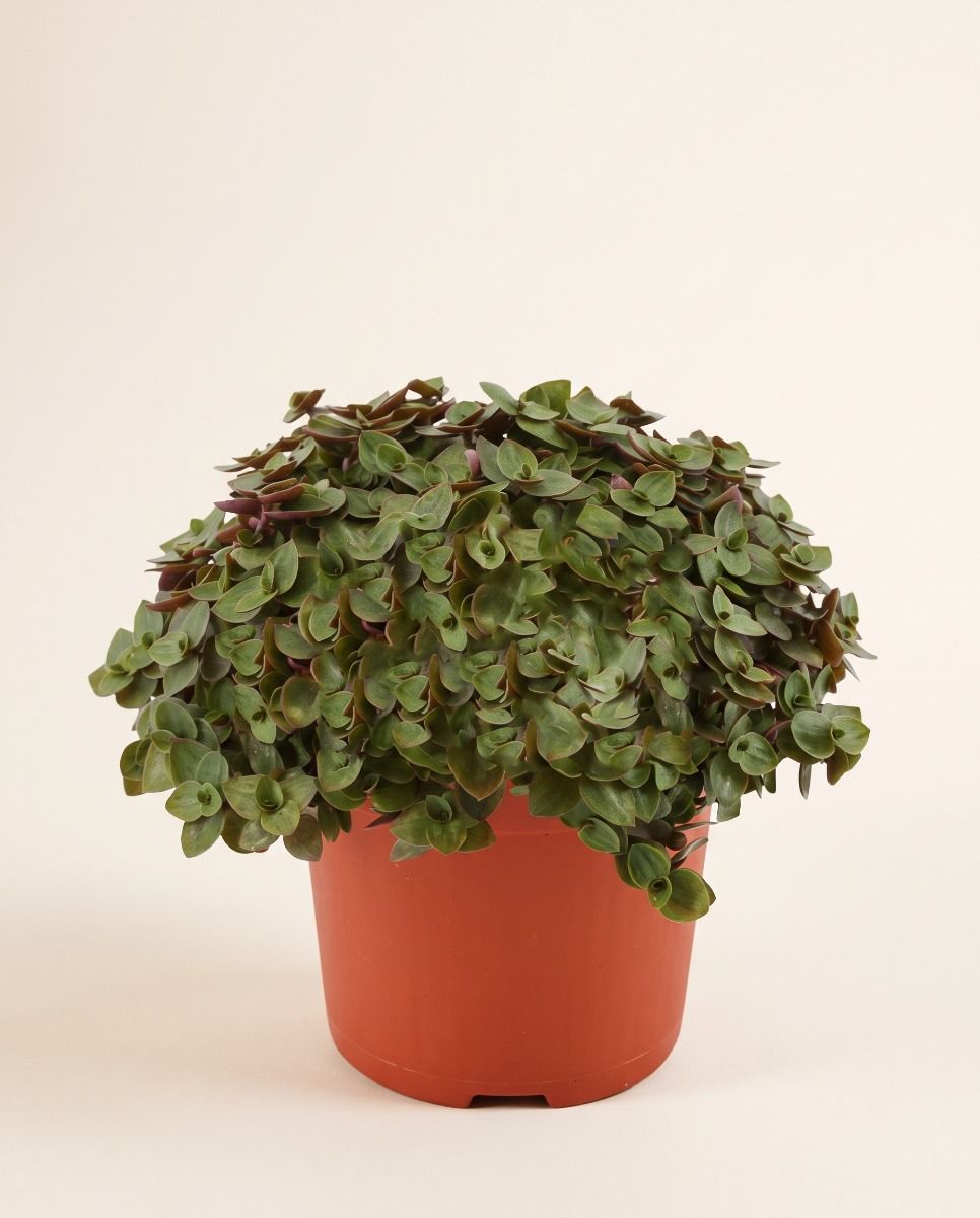 Callisia Turtle vine Turtle