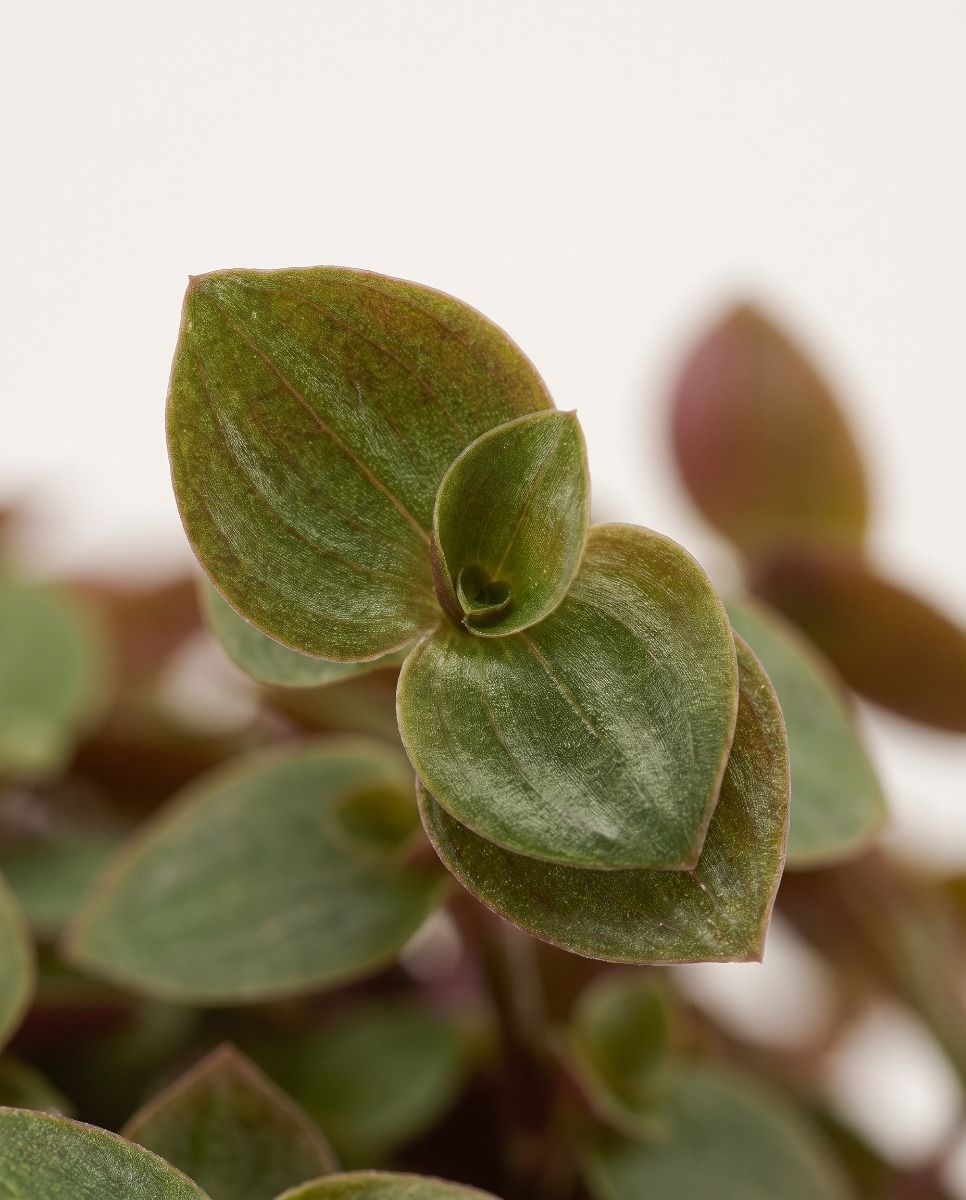 Callisia Turtle vine Turtle