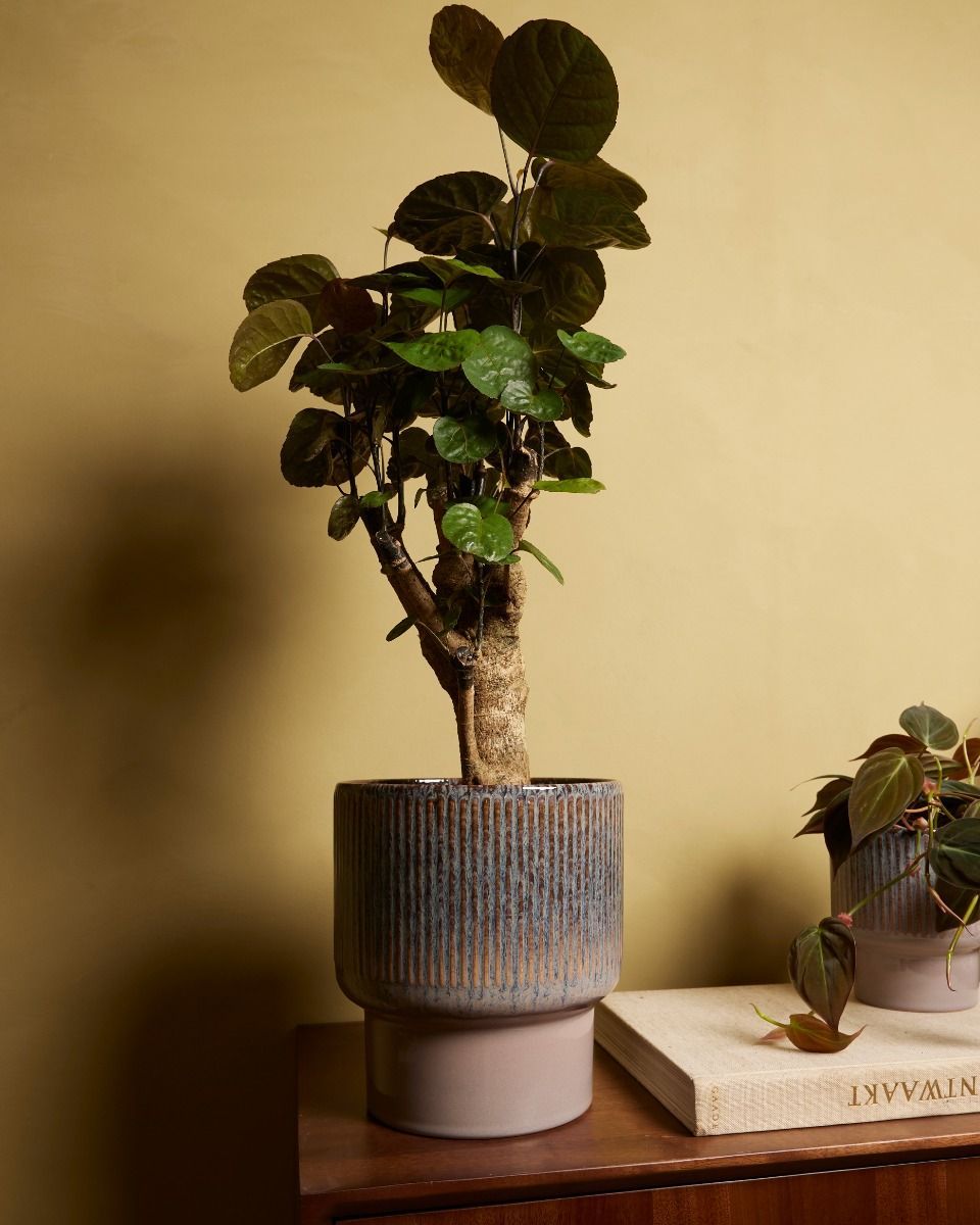 Vaso Jade Marrone Ø 19 cm