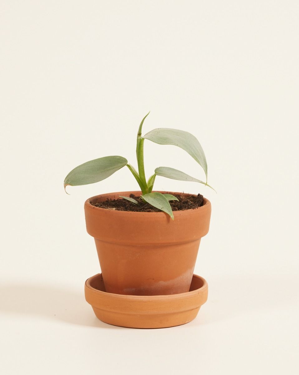 Baby Philodendron Hastatum Silver Sword