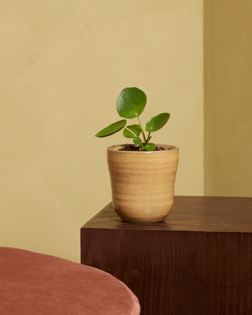 Baby Pilea Peperomioides Pancake plant Chinese Money Plant