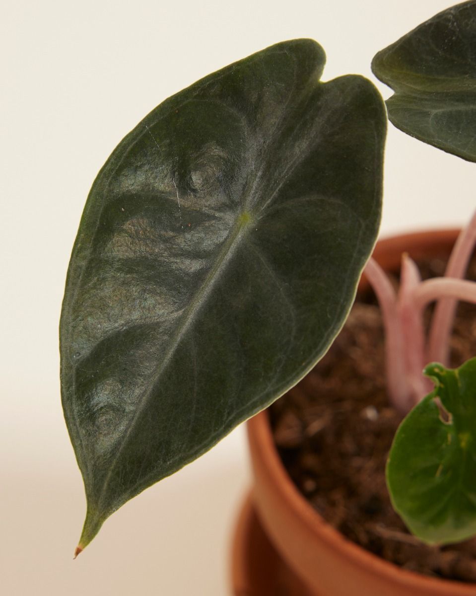 Baby Alocasia Orecchie di Elefante Pink Dragon