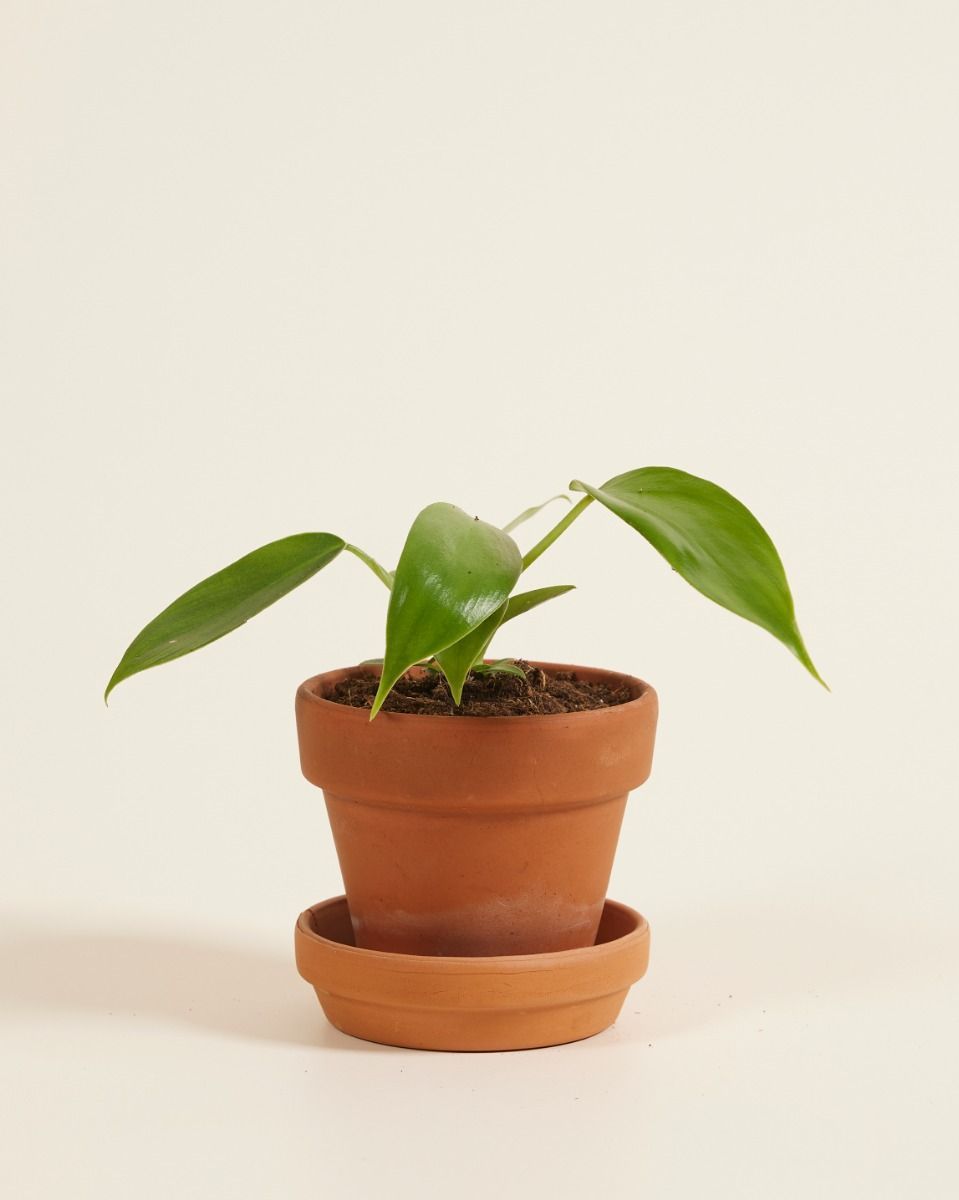 Baby Philodendron Baumfreund Florida Green
