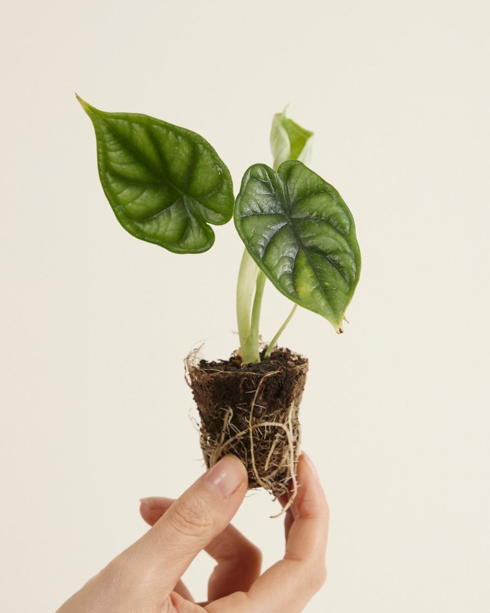 Baby Alocasia Elefantenohr Dragon Scale