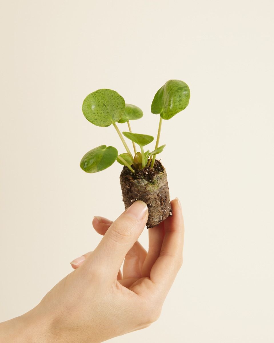 Baby Pilea Peperomioides Pancake plant Mojito®