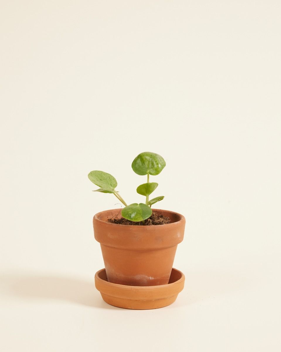 Baby Pilea Peperomioides Pancake plant Mojito®