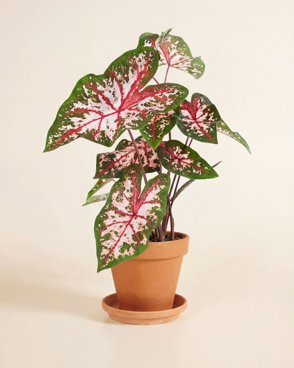 Baby Caladium Caladio Caladium Tuber - Carolyn Whorton